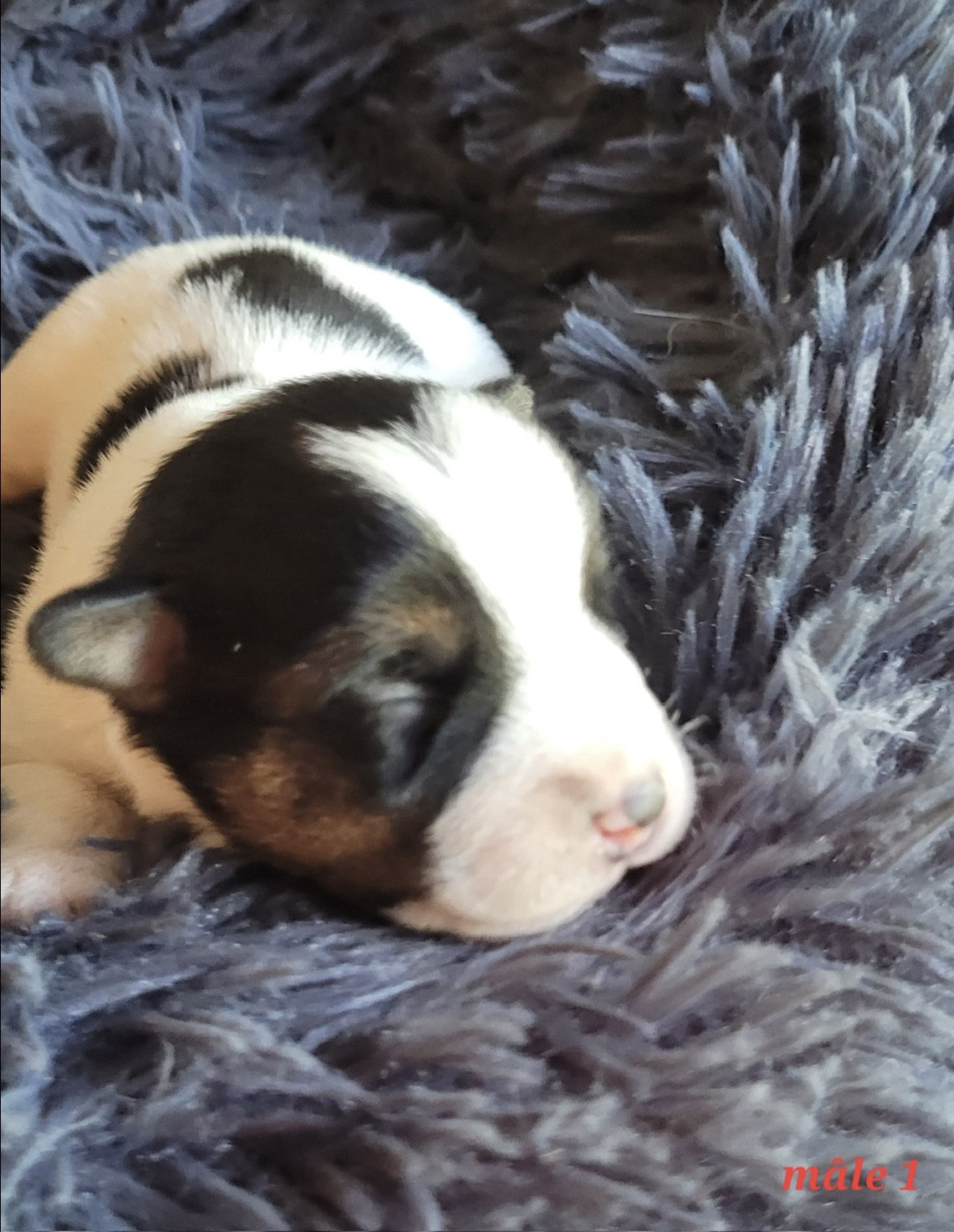 Du Bois De Lhu - Chiots disponibles - Jack Russell Terrier