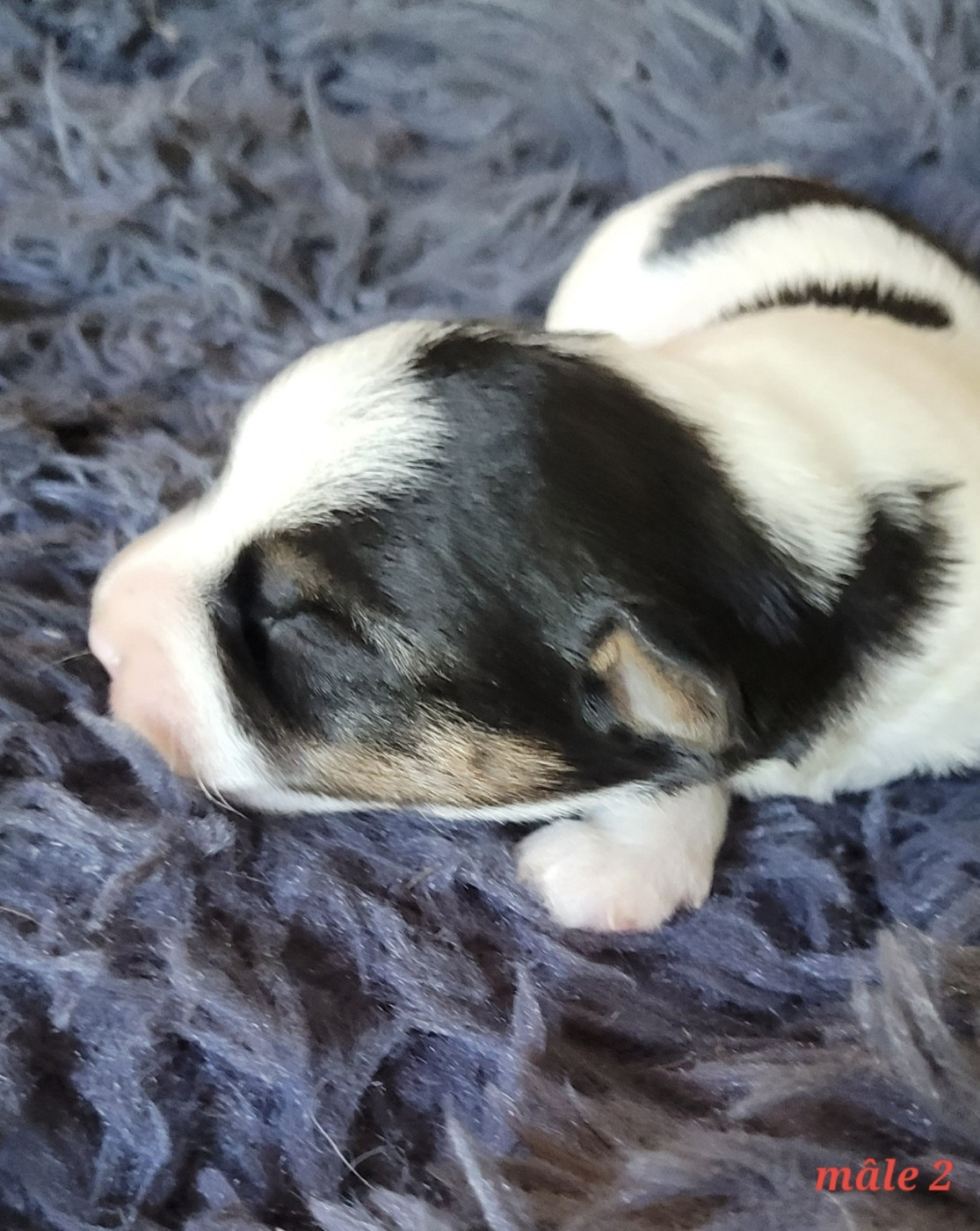 Du Bois De Lhu - Chiots disponibles - Jack Russell Terrier
