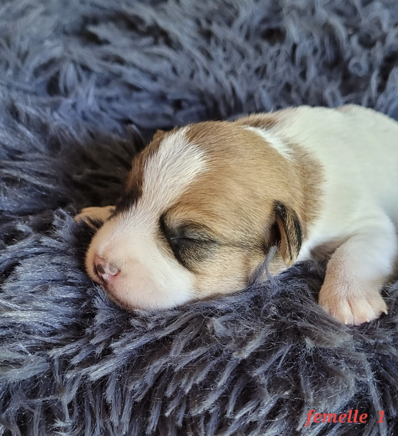 Du Bois De Lhu - Chiots disponibles - Jack Russell Terrier
