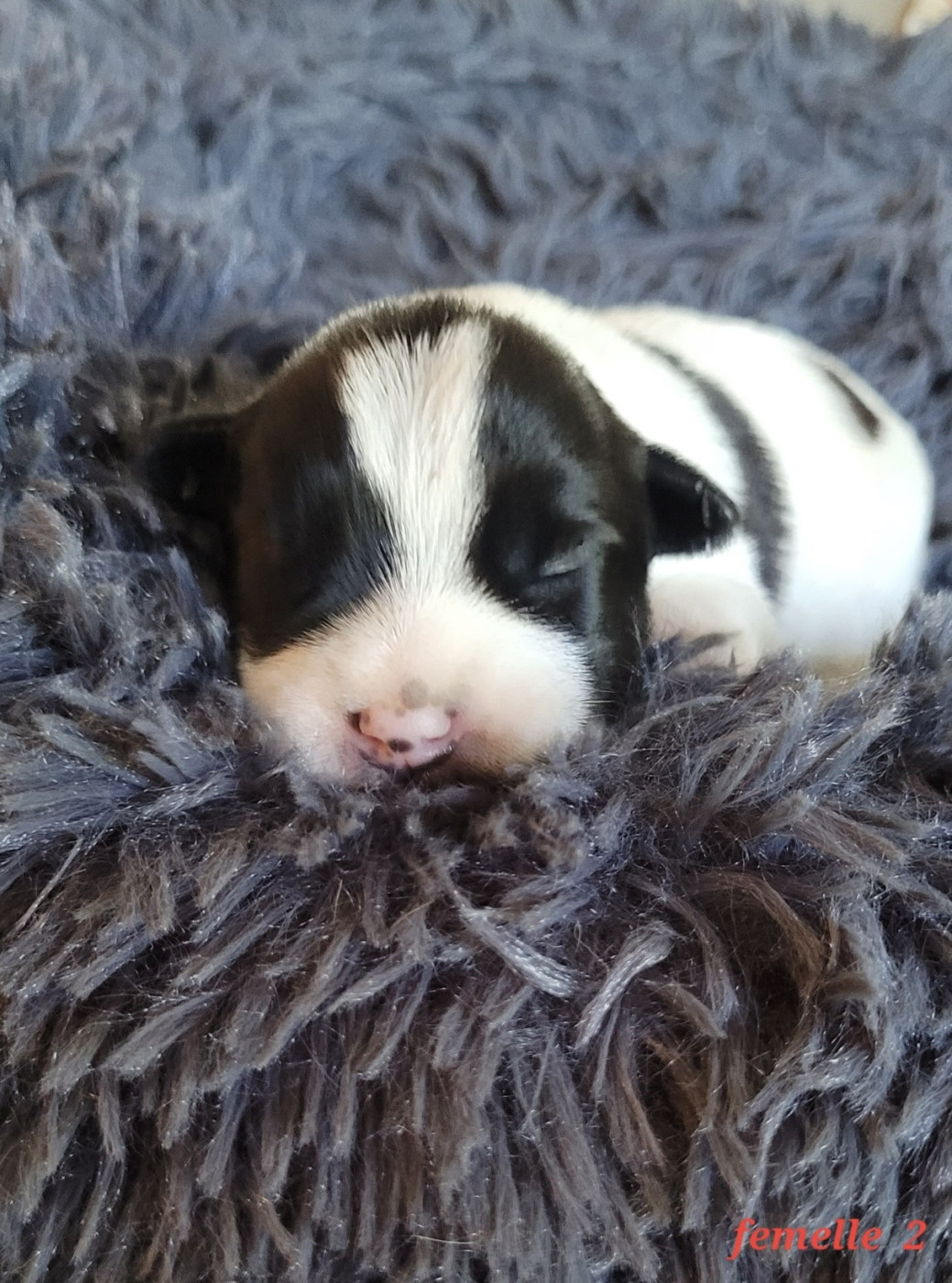 Du Bois De Lhu - Chiots disponibles - Jack Russell Terrier