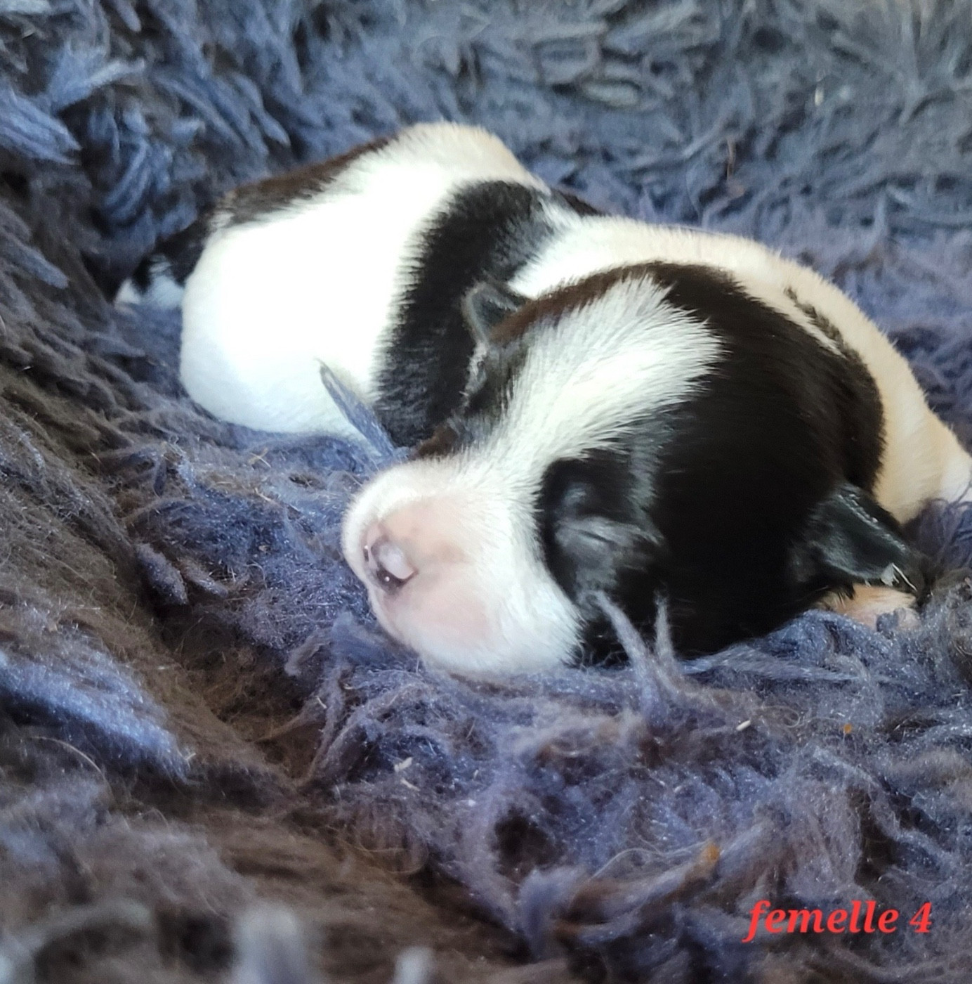 Du Bois De Lhu - Chiots disponibles - Jack Russell Terrier
