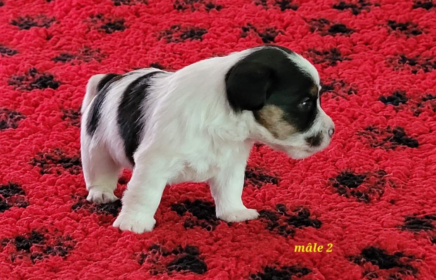 Du Bois De Lhu - Chiots disponibles - Jack Russell Terrier