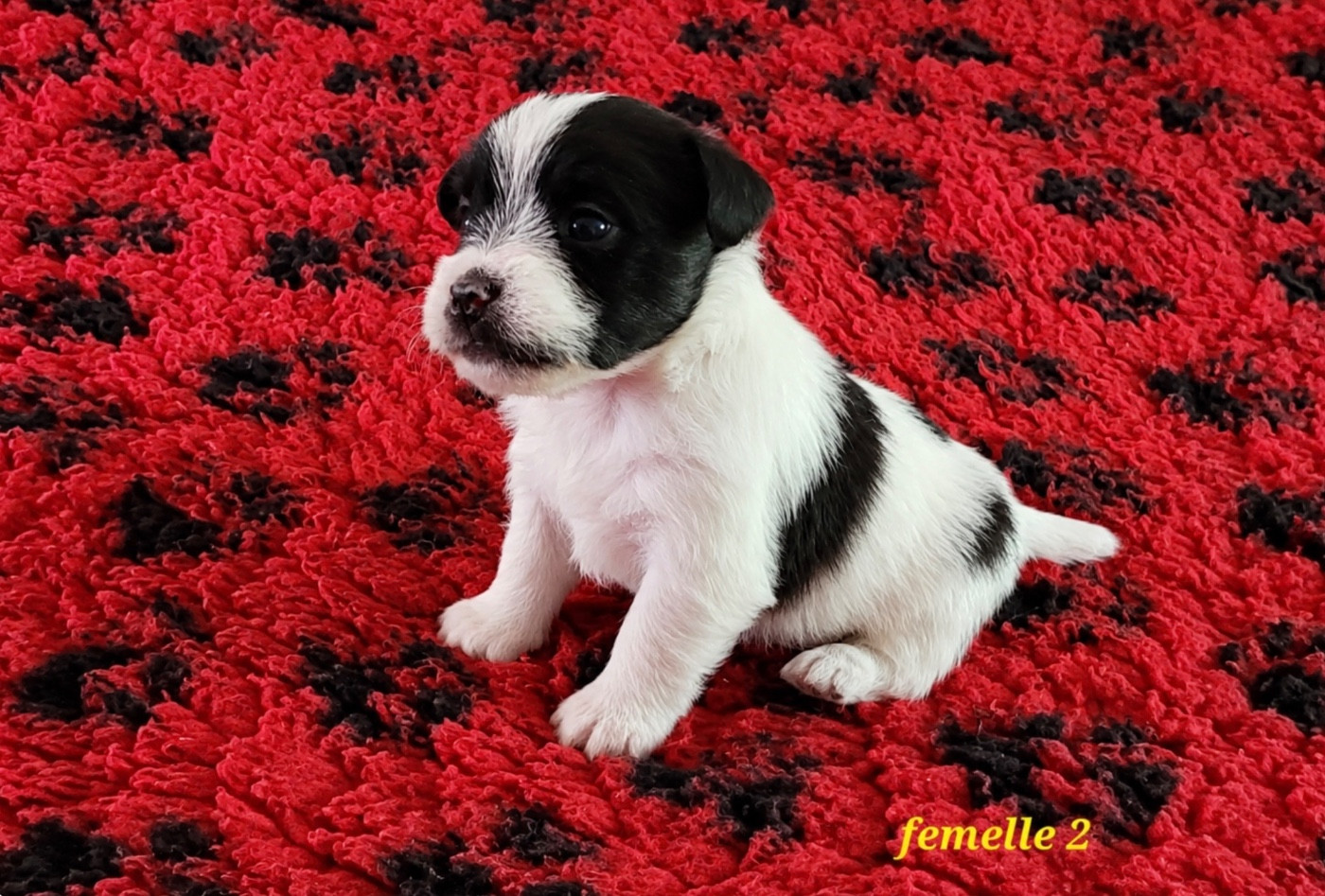 Du Bois De Lhu - Chiots disponibles - Jack Russell Terrier
