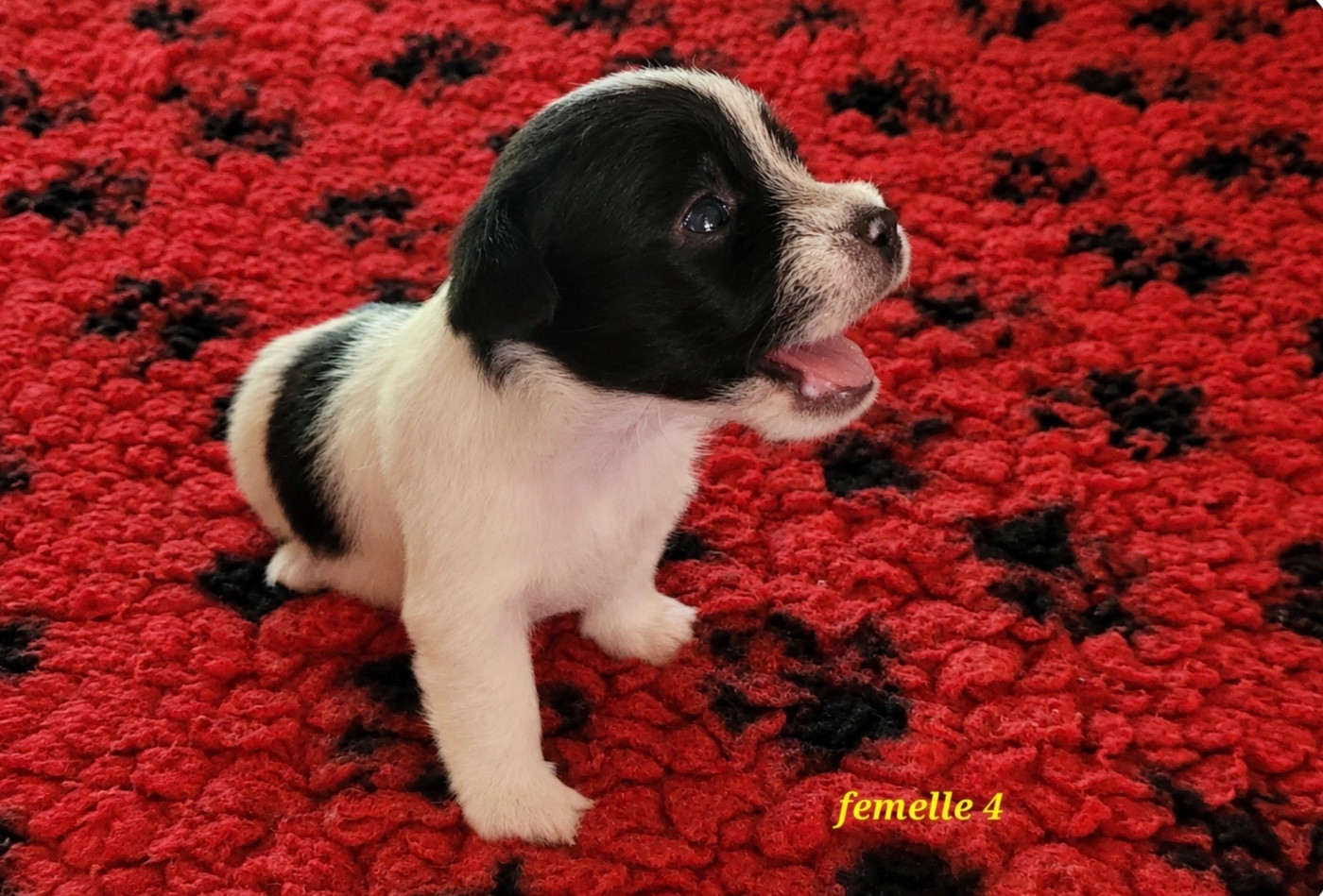 Du Bois De Lhu - Chiots disponibles - Jack Russell Terrier