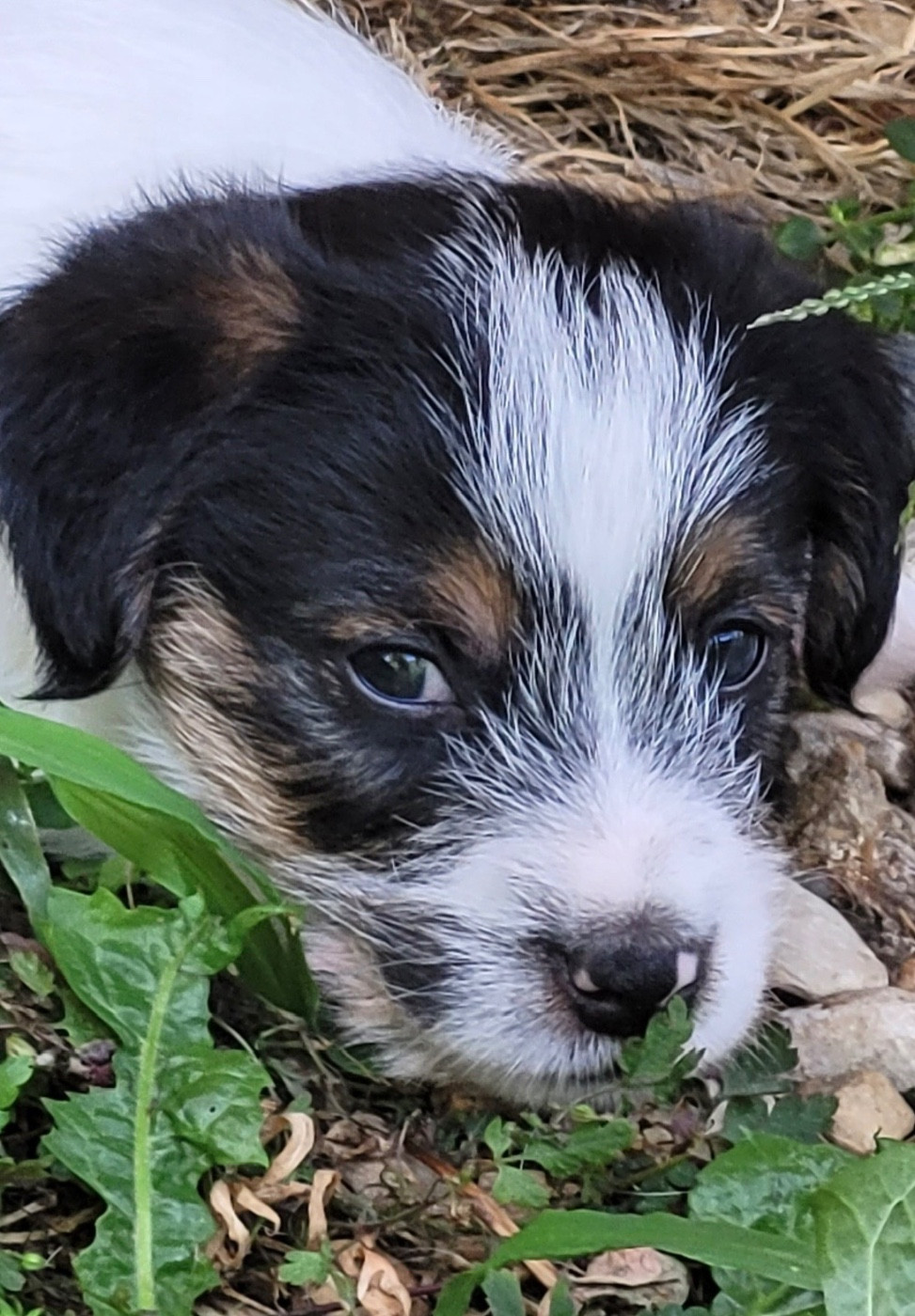 Du Bois De Lhu - Chiots disponibles - Jack Russell Terrier
